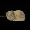 balishine This cat statue is a handicraft of Bali made from natural white lime stone.